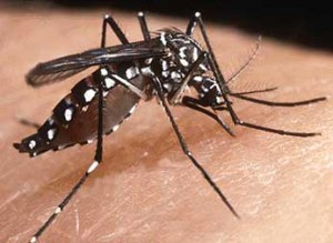 aedes-aegypti-como-prevenir-el-dengue